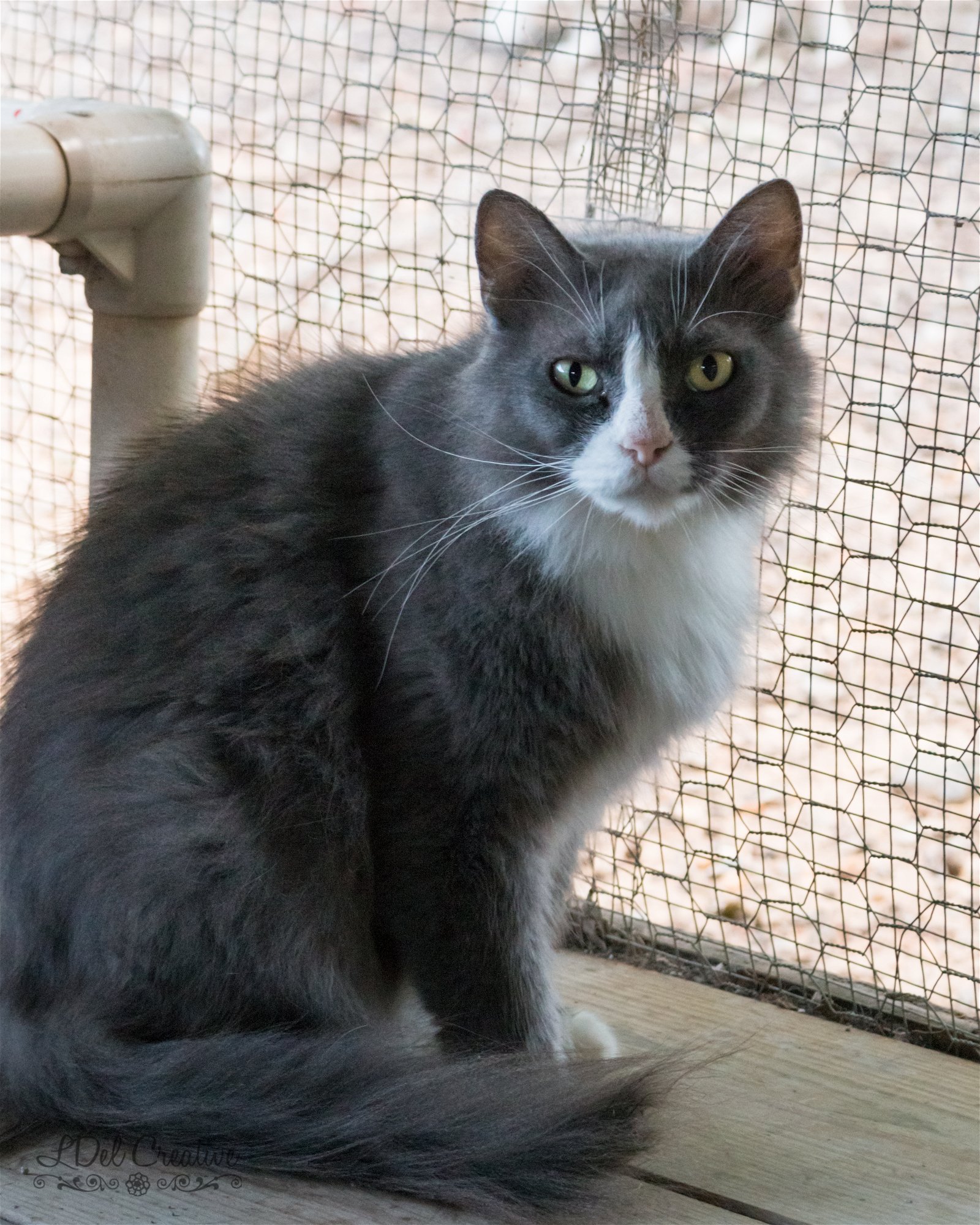 adoptable Cat in Shreveport, LA named Zoe