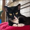 adoptable Cat in shreveport, LA named Checkers