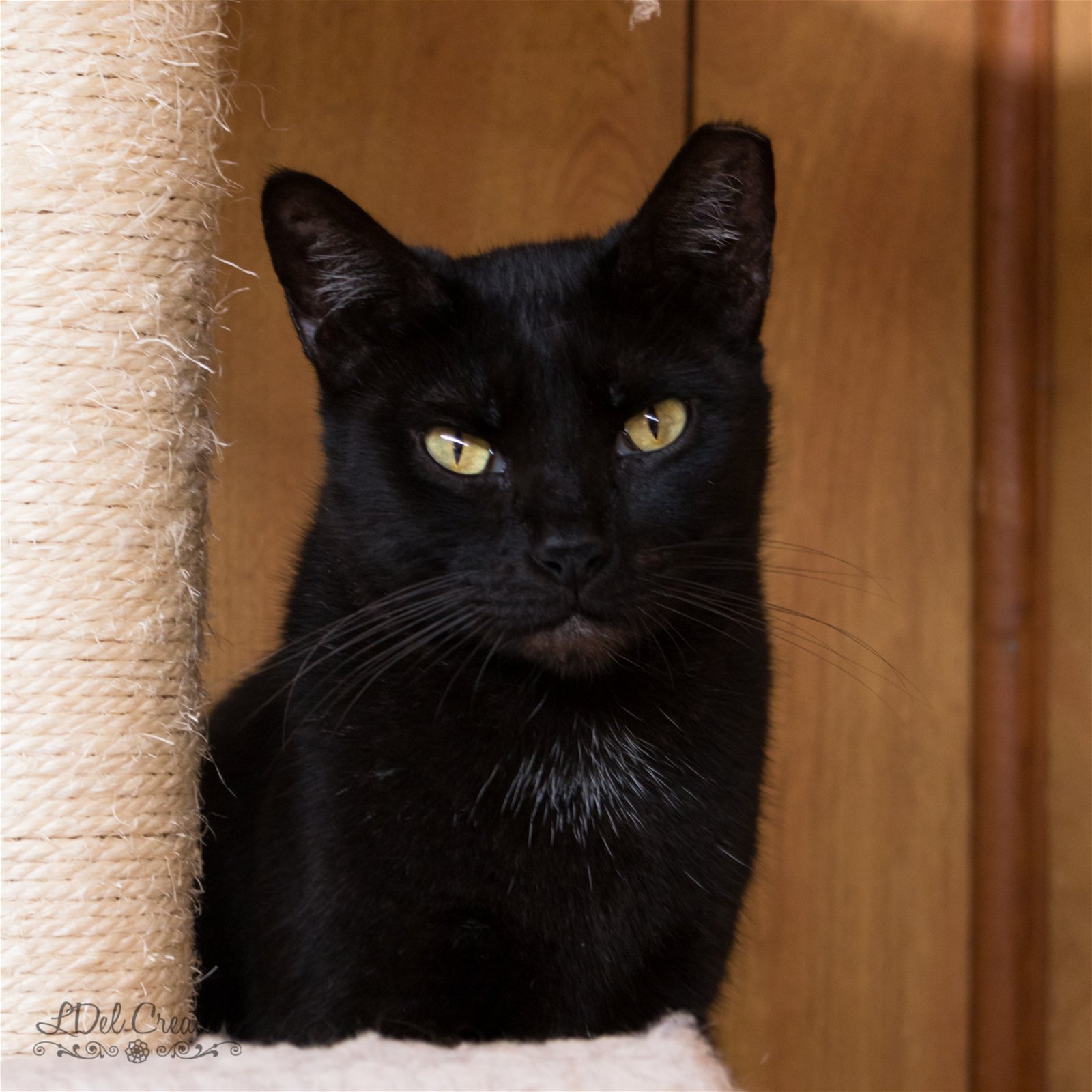 adoptable Cat in Shreveport, LA named Blackie