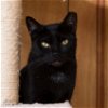 adoptable Cat in shreveport, LA named Blackie