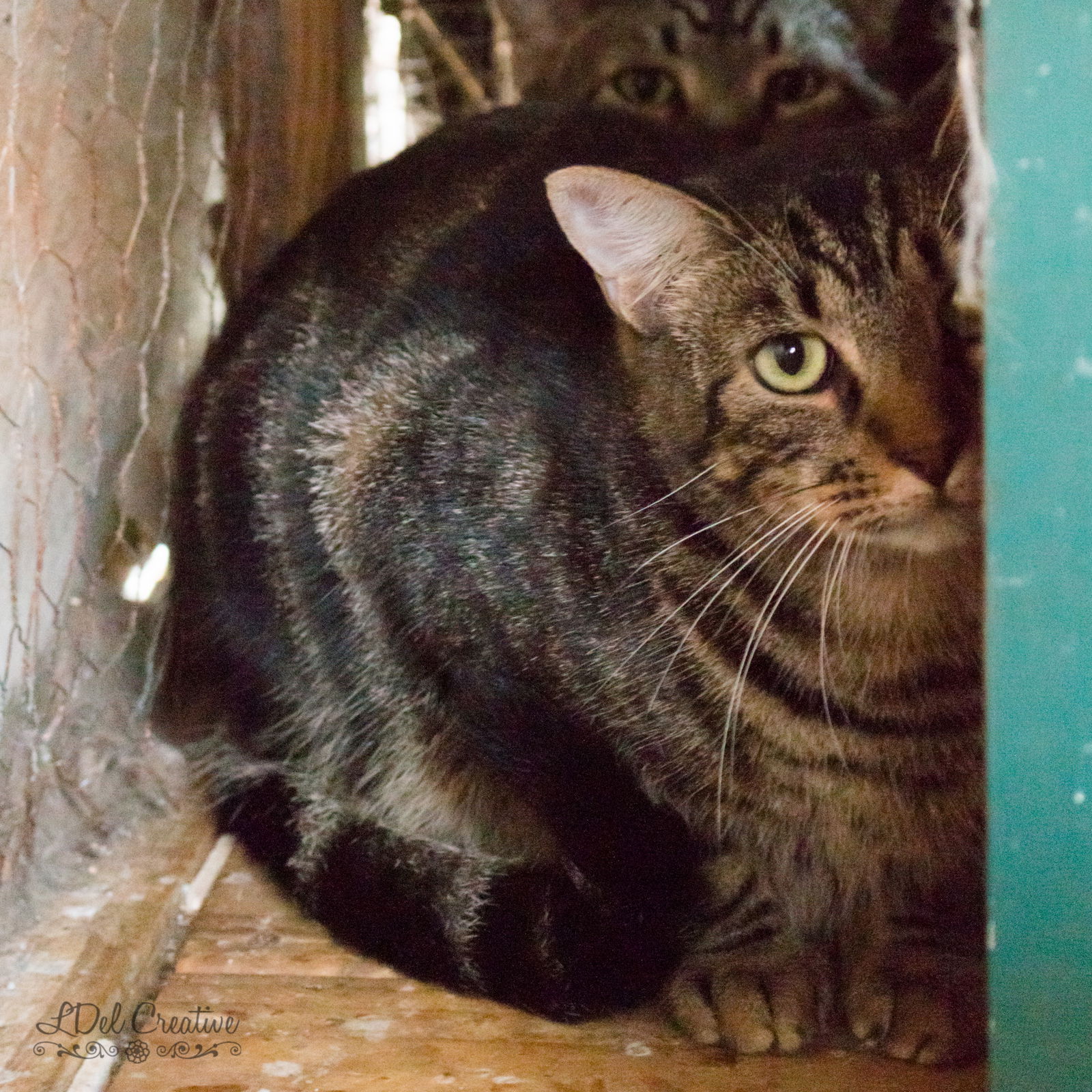 adoptable Cat in Shreveport, LA named Mr. Kitty