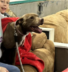 adoptable Dog in shreveport, LA named Molly