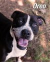 adoptable Dog in  named Oreo
