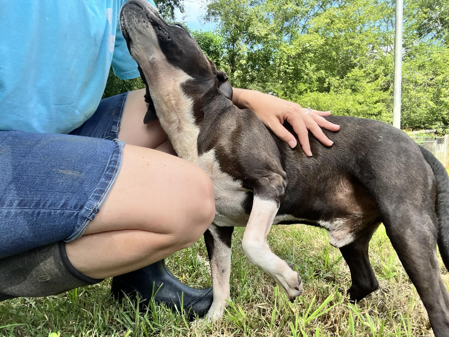 adoptable Dog in Shreveport, LA named Oreo