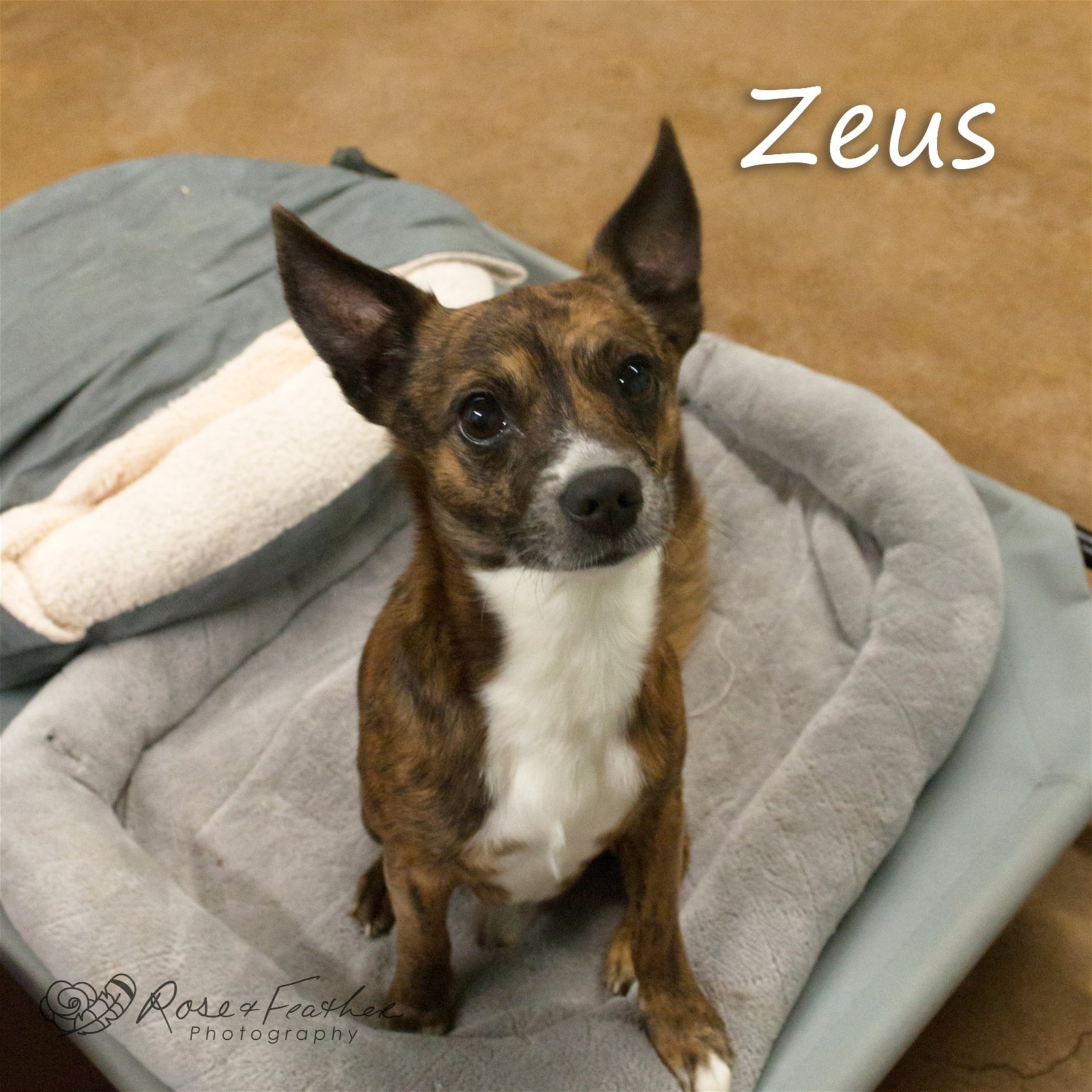 adoptable Dog in Shreveport, LA named Zeus