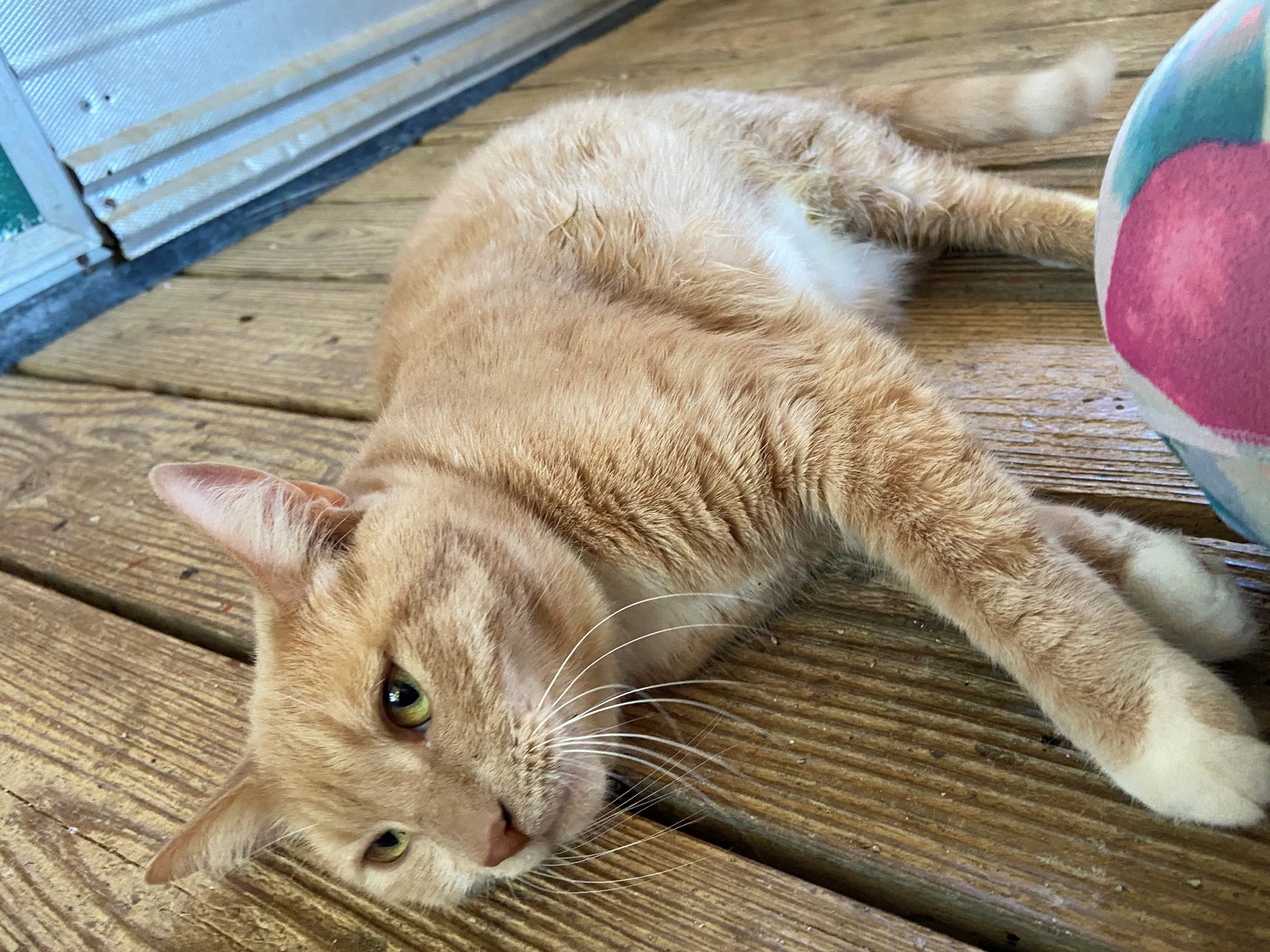 Cats for Adoption in Red Chute, Louisiana Alpha Paw