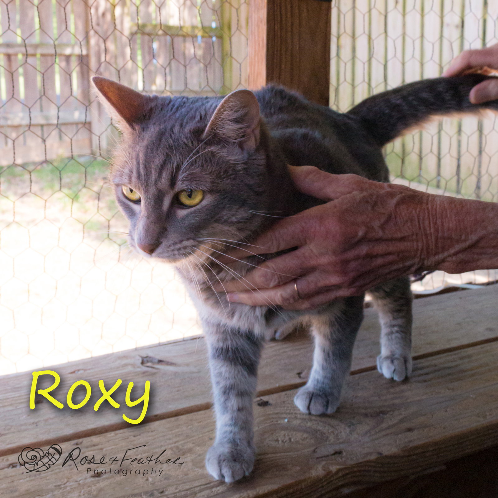 Cats for Adoption in Red Chute, Louisiana Alpha Paw