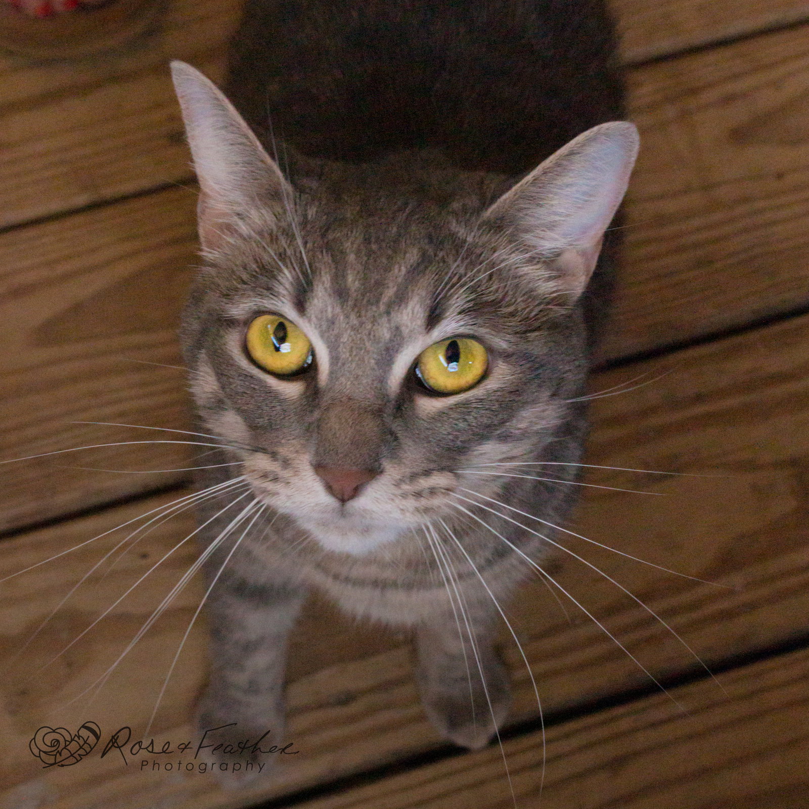 Cats for Adoption in Red Chute, Louisiana Alpha Paw