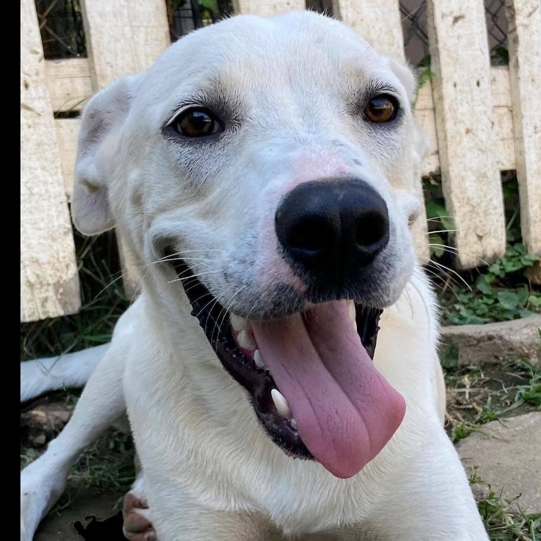 adoptable Dog in Shreveport, LA named Bandit