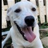adoptable Dog in shreveport, LA named Bandit