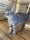 adoptable Cat in shreveport, LA named Rockford