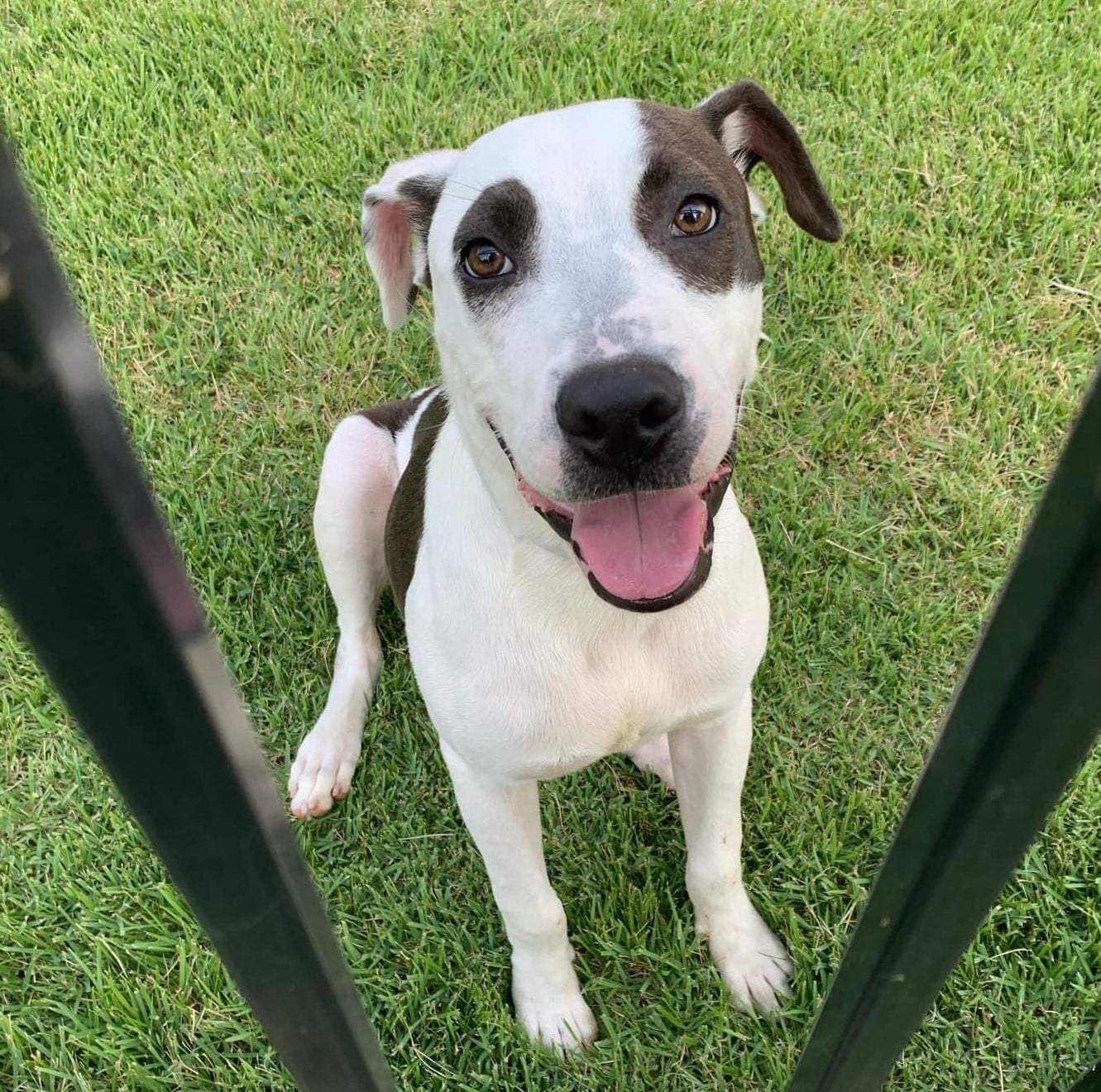 adoptable Dog in Shreveport, LA named Lucky