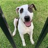 adoptable Dog in shreveport, LA named Lucky