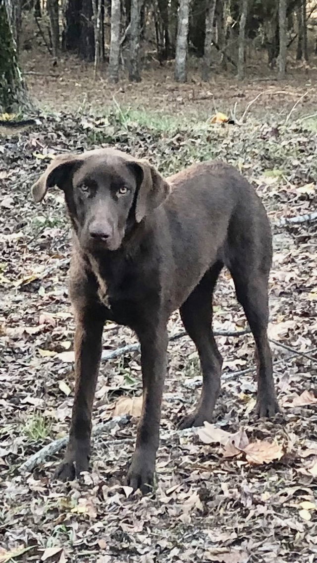 Dog for Adoption Kit Kat, a Labrador Retriever in Caddo Parish, LA