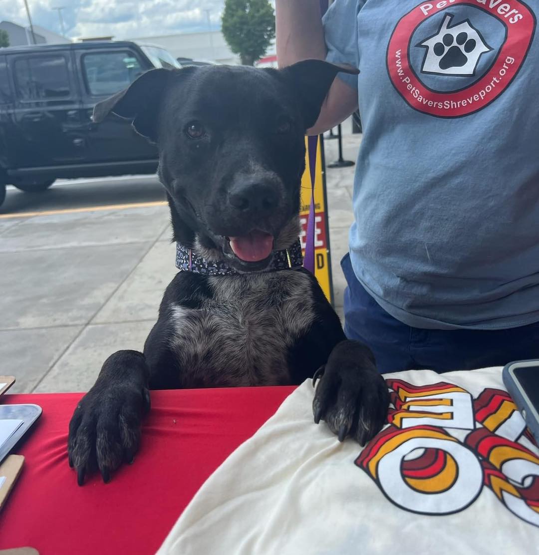 adoptable Dog in Shreveport, LA named Holly