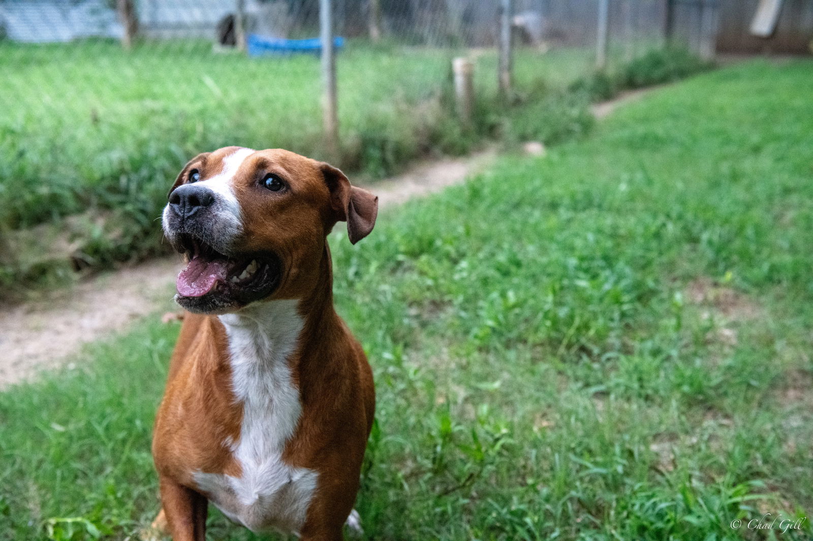 adoptable Dog in Shreveport, LA named Hope