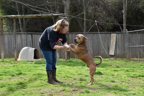 adoptable Dog in Shreveport, LA named Remington