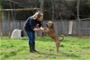 adoptable Dog in shreveport, LA named Remington