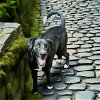 adoptable Dog in shreveport, LA named Ace
