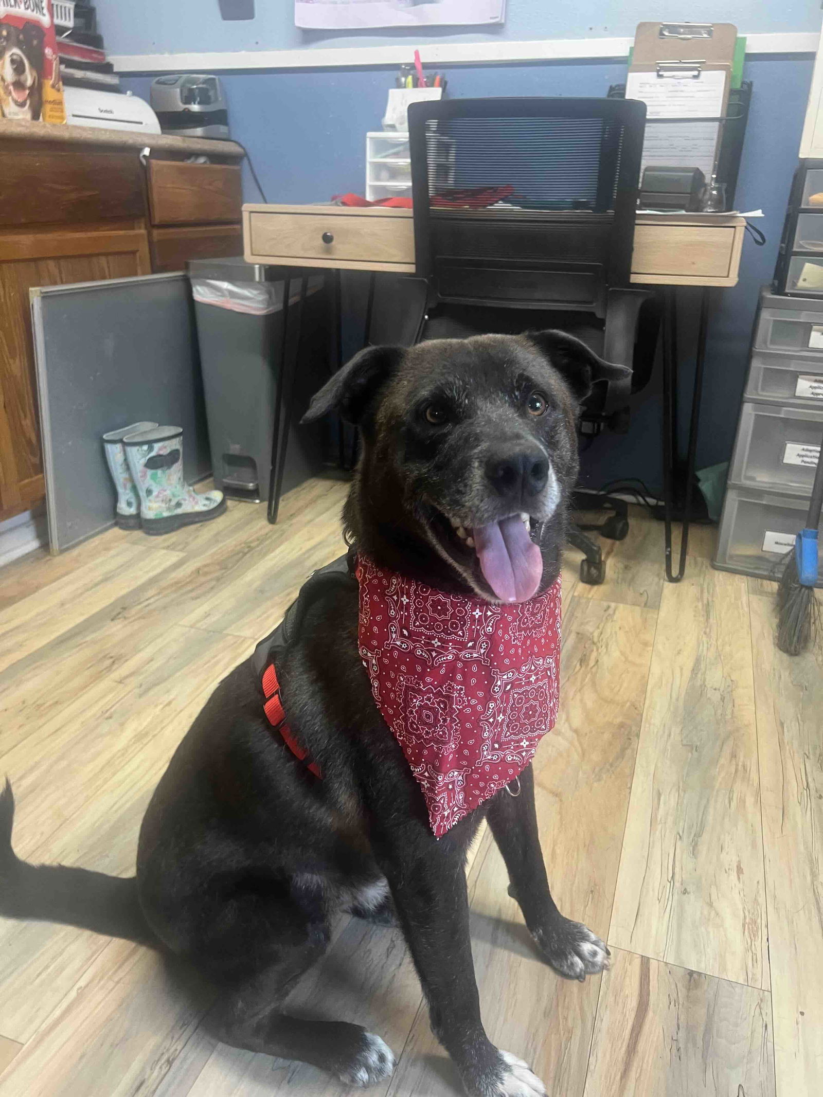 adoptable Dog in Shreveport, LA named Ren