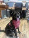 adoptable Dog in , LA named Ren