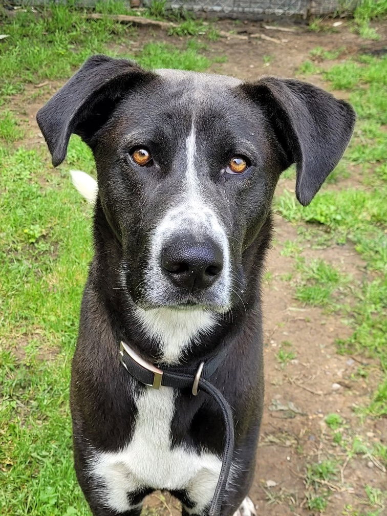 Dog for Adoption - Mr. Tux, a Great Dane in Longview, TX | Alpha Paw