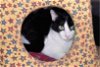 adoptable Cat in shreveport, LA named Sox