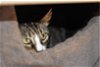 adoptable Cat in shreveport, LA named Millie