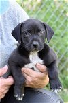 adoptable Dog in shreveport, la, LA named Edge