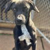 adoptable Dog in Shreveport, LA named Edge