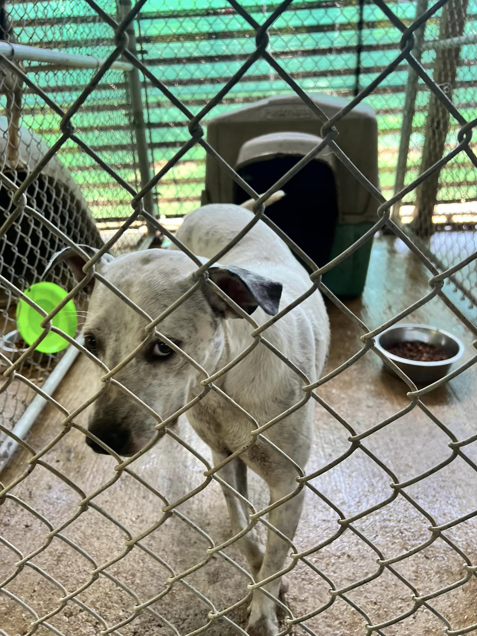 adoptable Dog in Shreveport, LA named Chester