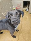 adoptable Dog in  named Moose