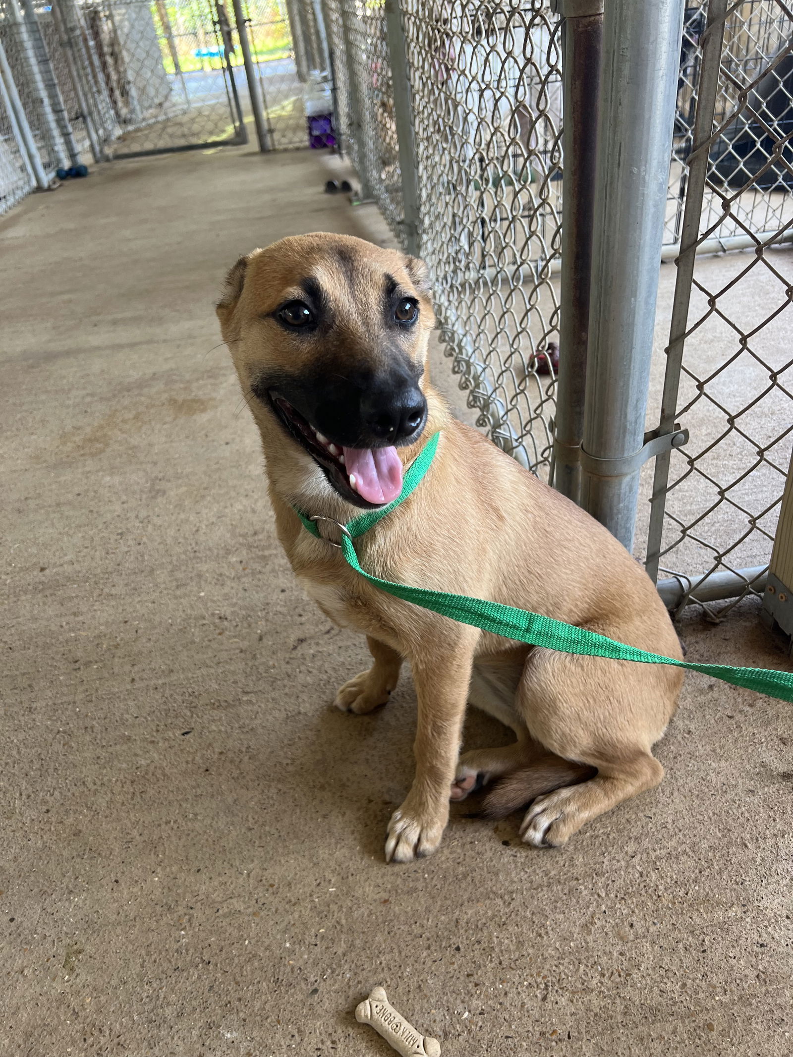 Dog for Adoption - Naomi, a in Atlanta, TX | Alpha Paw