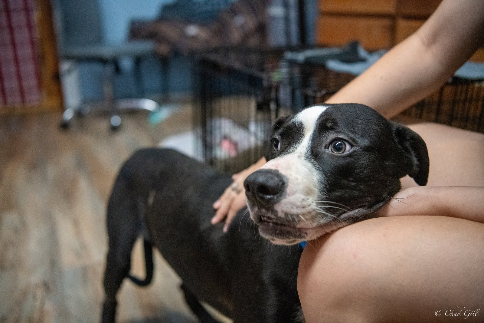adoptable Dog in Shreveport, LA named Cash