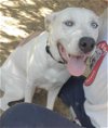 adoptable Dog in shreveport, LA named Tigger