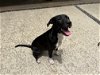 adoptable Dog in shreveport, LA named Juniper