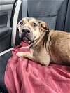 adoptable Dog in shreveport, LA named Kovu