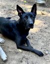 adoptable Dog in shreveport, LA named Arkham