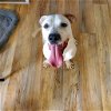 adoptable Dog in shreveport, LA named Lurch