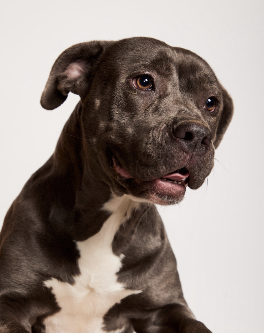 adoptable Dog in Shreveport, LA named Blair