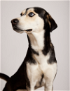 adoptable Dog in shreveport, LA named Cash