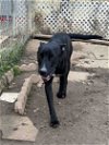adoptable Dog in , LA named Raider