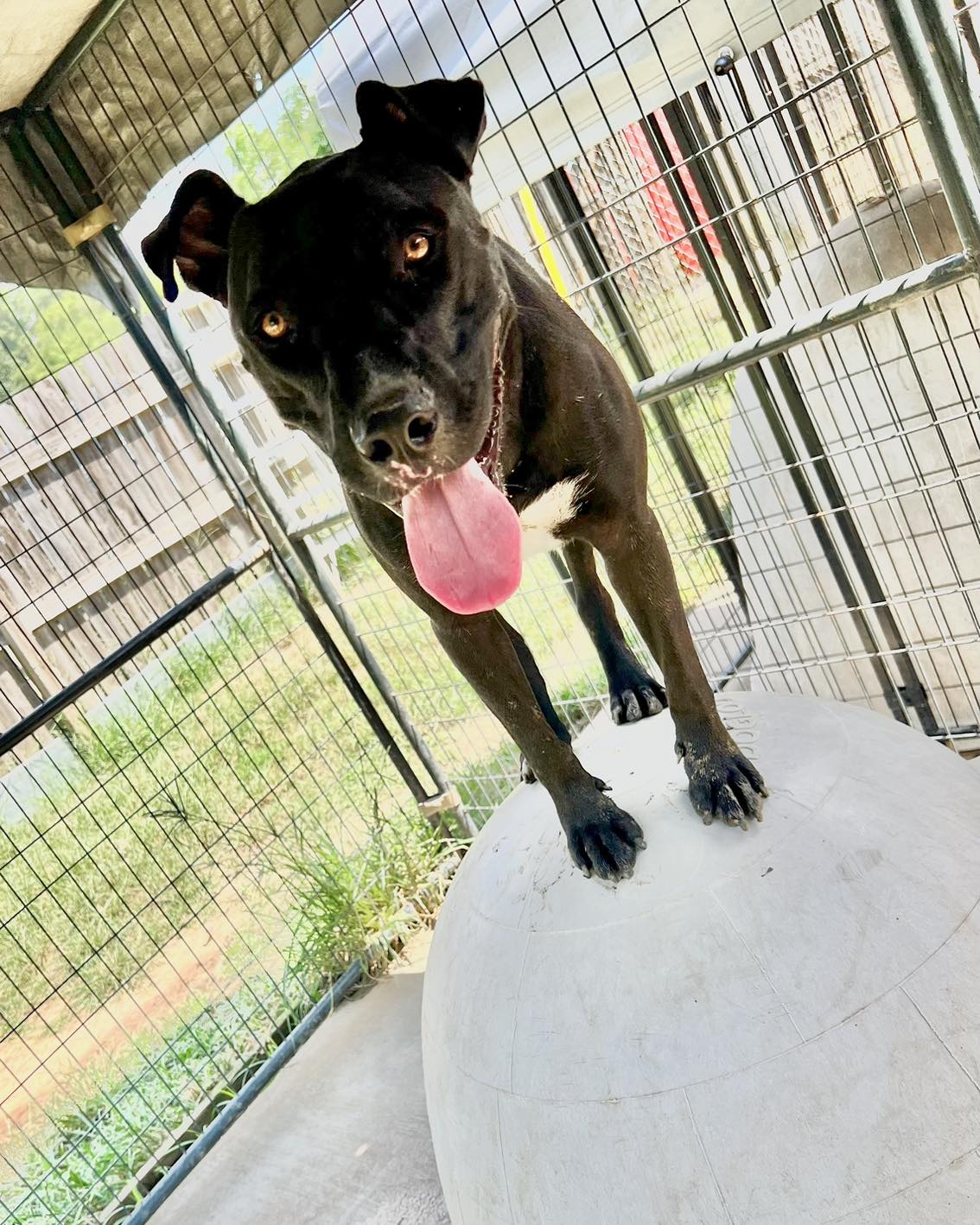 adoptable Dog in Shreveport, LA named Raider