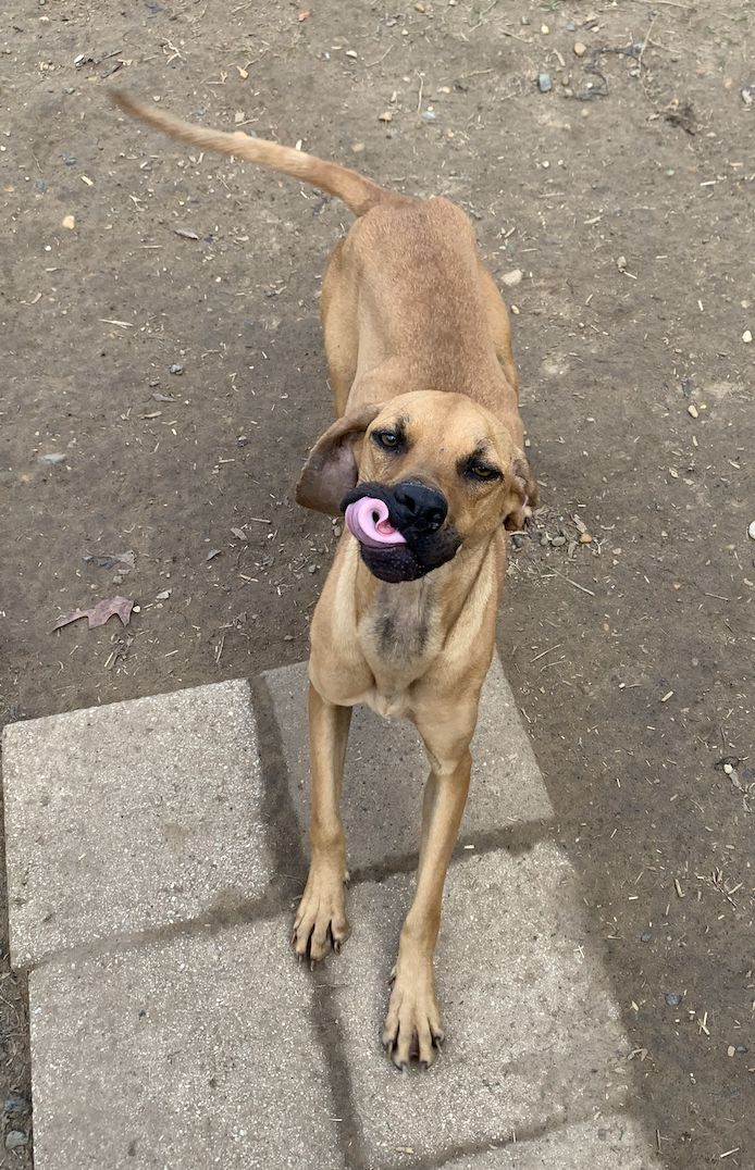 adoptable Dog in Shreveport, LA named Riley