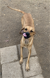 adoptable Dog in shreveport, LA named Riley