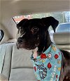 adoptable Dog in shreveport, LA named Tina