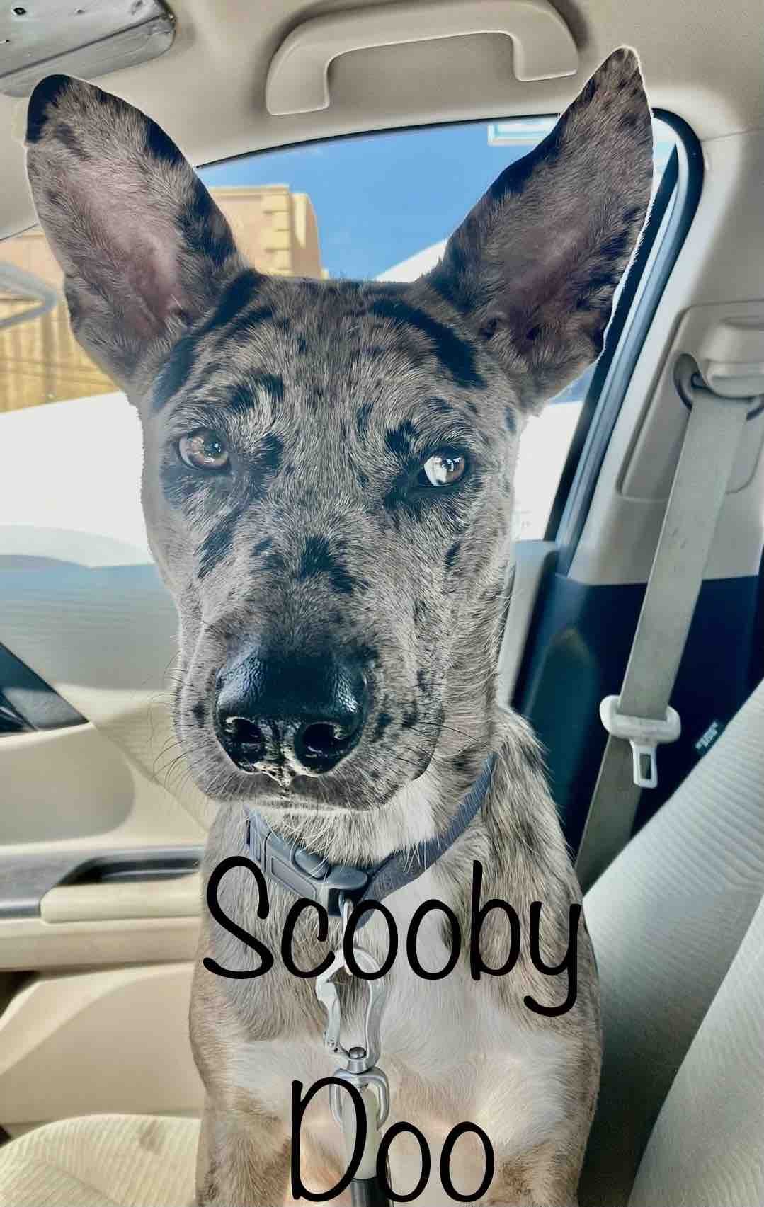 adoptable Dog in Shreveport, LA named Scooby Doo