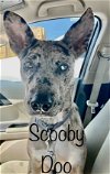 adoptable Dog in , LA named Scooby Doo