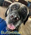 adoptable Dog in  named Butterbean & Noodles