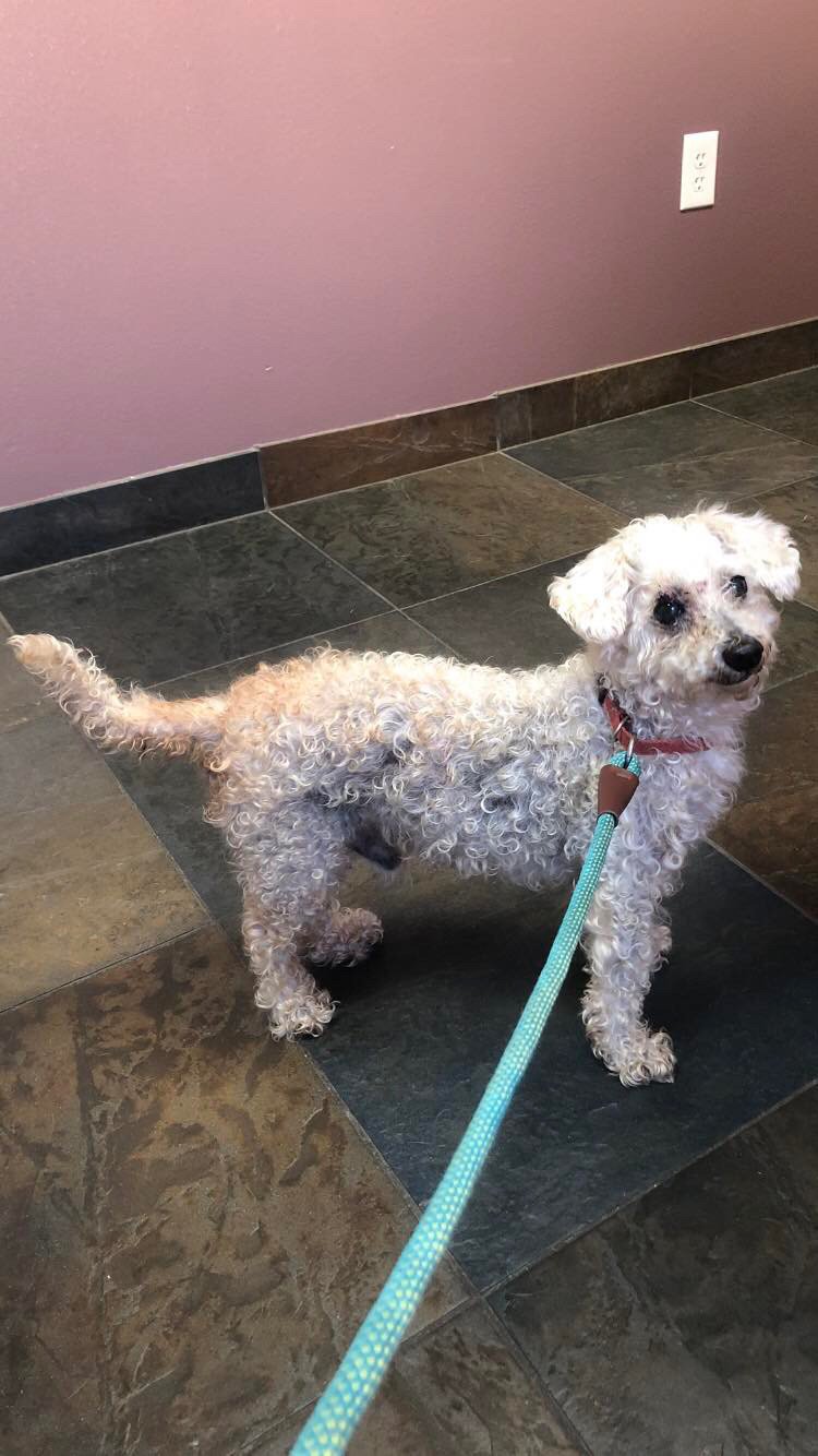 adoptable Dog in Shreveport, LA named Curly